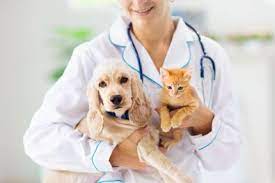 veterinario donno che ha in mano un gatto e un cane